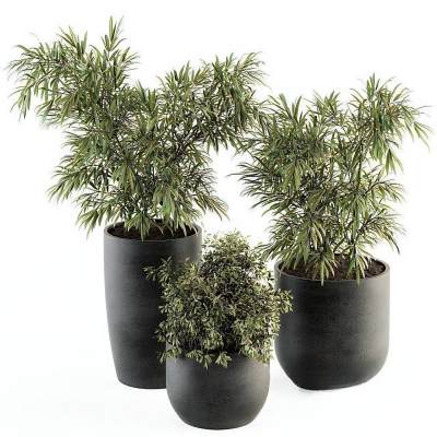现代植物盆栽-39